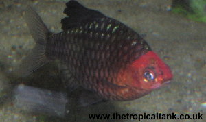 Picture of Black Ruby barb