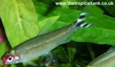 Picture of Rummy Nose Tetras