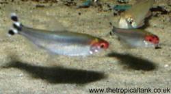 Picture of Rummy Nose Tetras