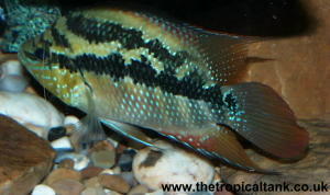 Picture of Nandopsis salvini