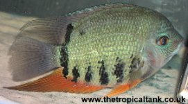 Picture of Adult Severum