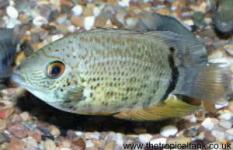 Picture of Severum