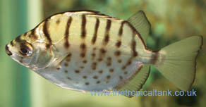 Picture of Silver Scat, Selenotoca multifasciata