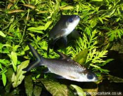 Picture of Silvershark