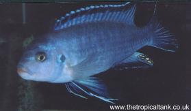 Picture of Pseudotropheus socolofi