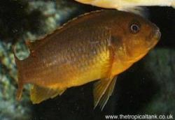 Picture of Iodotropheus sprengerae