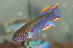 Picture of Steel-Blue killifish