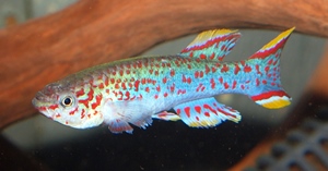 Picture of Steel-Blue killifish