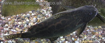 Picture of Synodontis waterloti