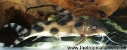 Picture of Synodontis decorus