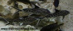 Picture of Synodontis multipunctatus