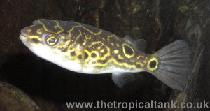 Figure 8 Puffer