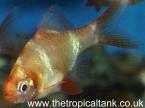 Golden Tiger barb