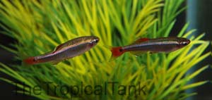 Picture of White Cloud Mountain Minnow, Tanichthys albonubes