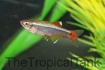 Picture of White Cloud Mountain Minnow, Tanichthys albonubes