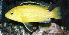 Picture of Labidochromis caeruleus
