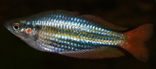 Picture of Western Rainbow, Melanotaenia australis