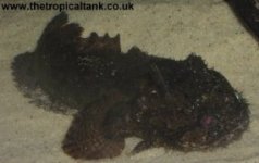 Picture of toadfish