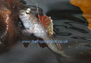 Picture of Indian Mudskipper, male
