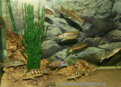 haps cichlids