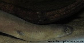 Picture of moray eel