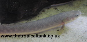 Picture of Polypterus retropinnis