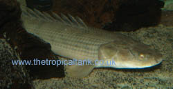 Picture of Polypterus congicus