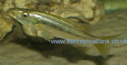 Picture of Rhamphochromis sp chilingali