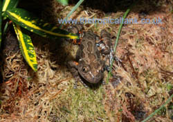 Picture of Red-Legged Running Frog
