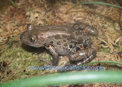 Picture of Red-Legged Running Frog