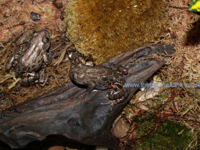 Picture to follow soon