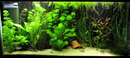 Allyson's tank (1)