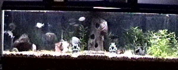 125 gallon Community tank