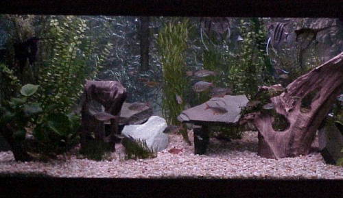 IRS's 70 gallon Amazon Theme Tank
