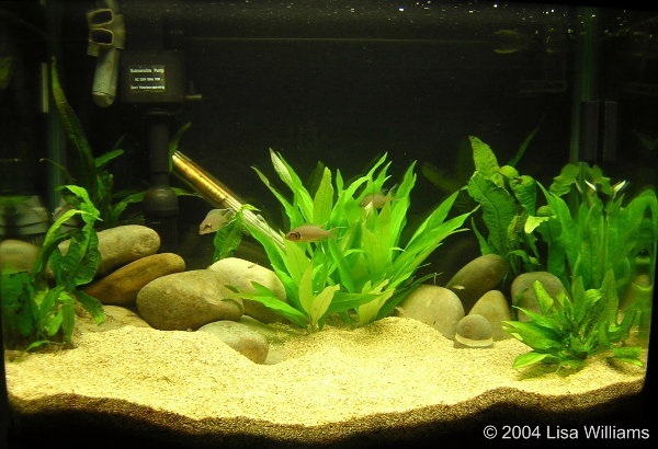 N. brichardi fry tank