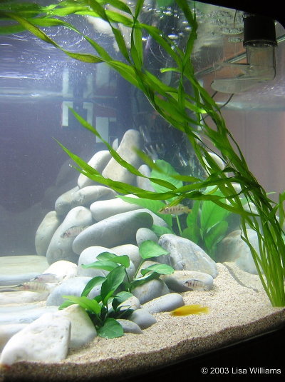 Tanganyikan tank