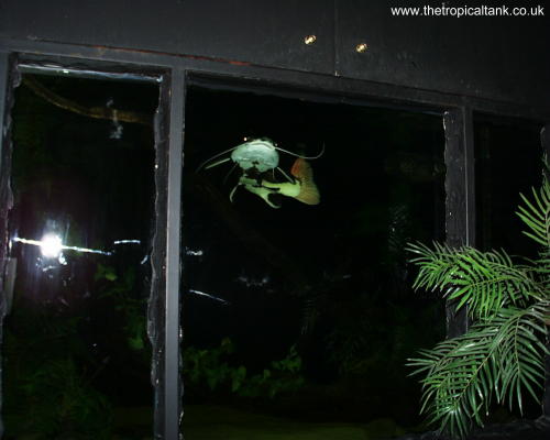 Wharf Aquatics' 1500 gallon display tank