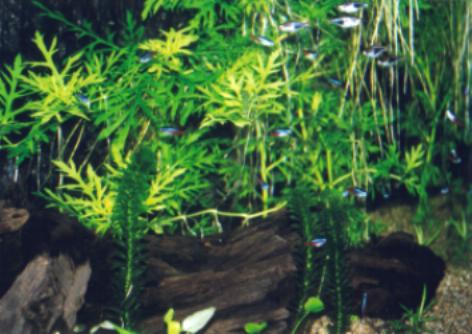 Winson's Tank (Pic 2)